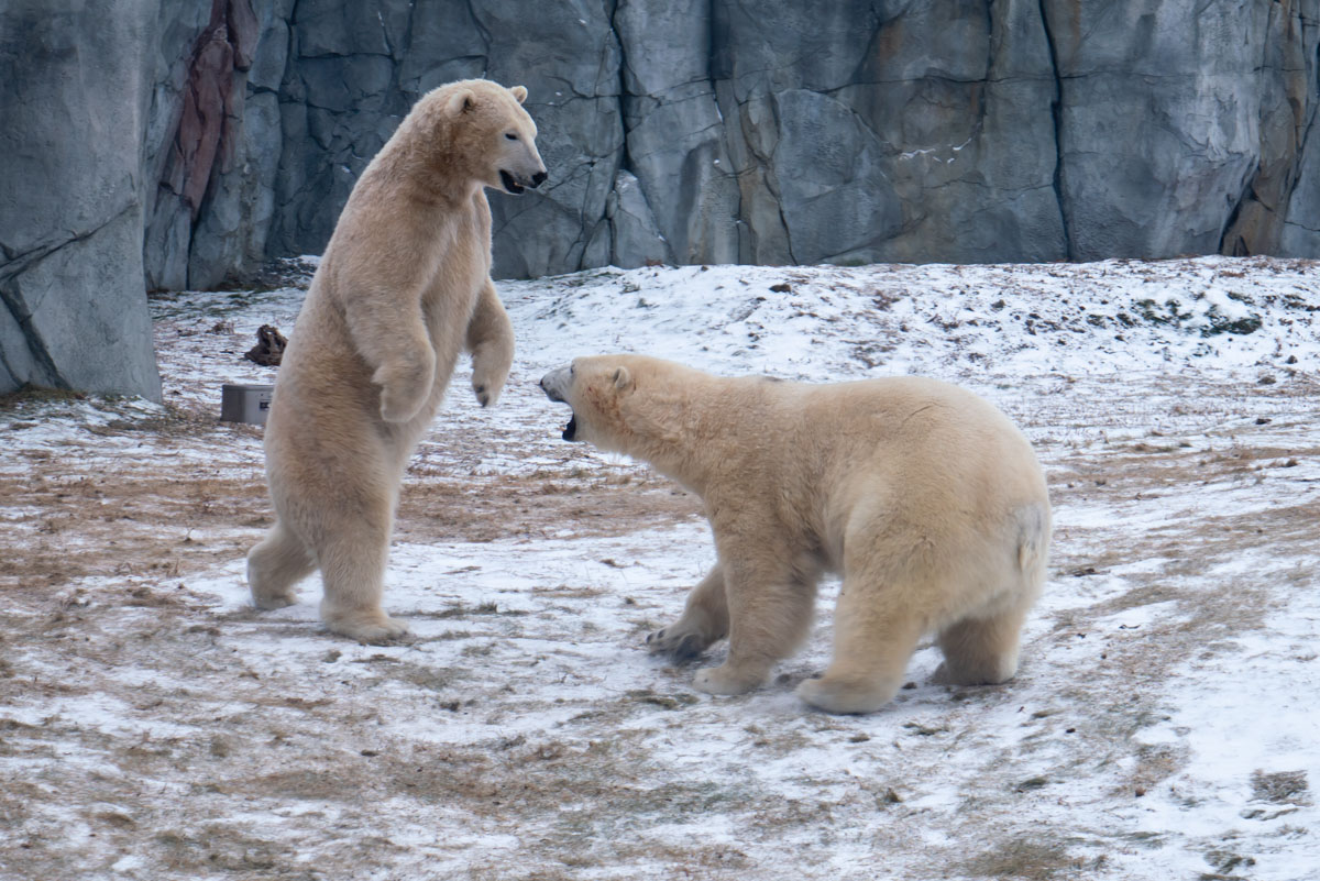 Polar Bears Assiniboine Zoo