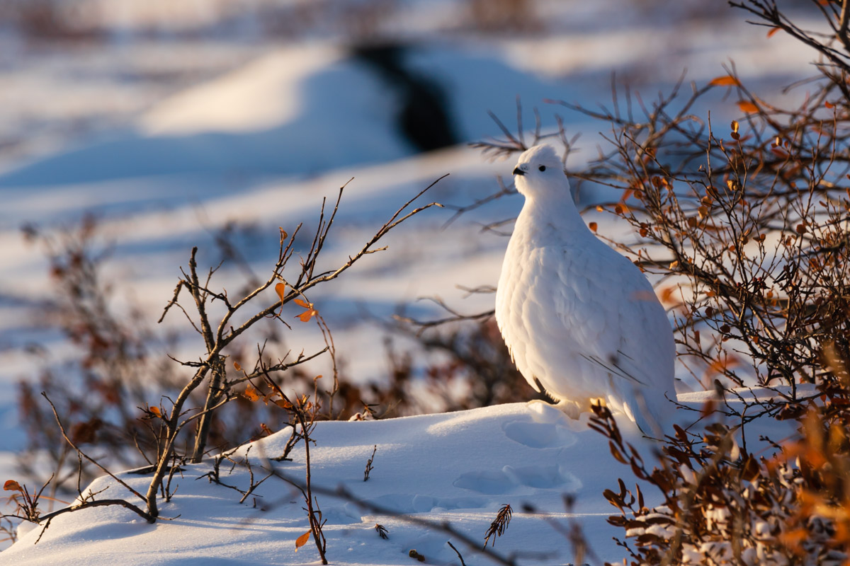 Rock Ptarmigan Tundra Animal