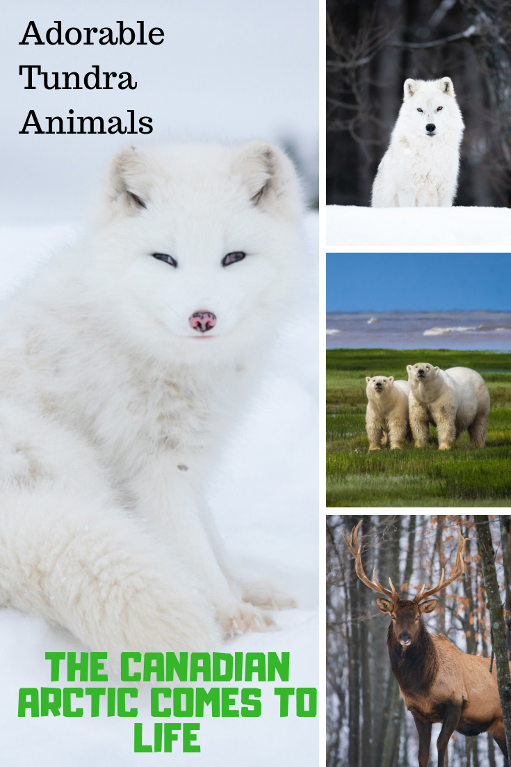 Tundra Animals in the Arctic