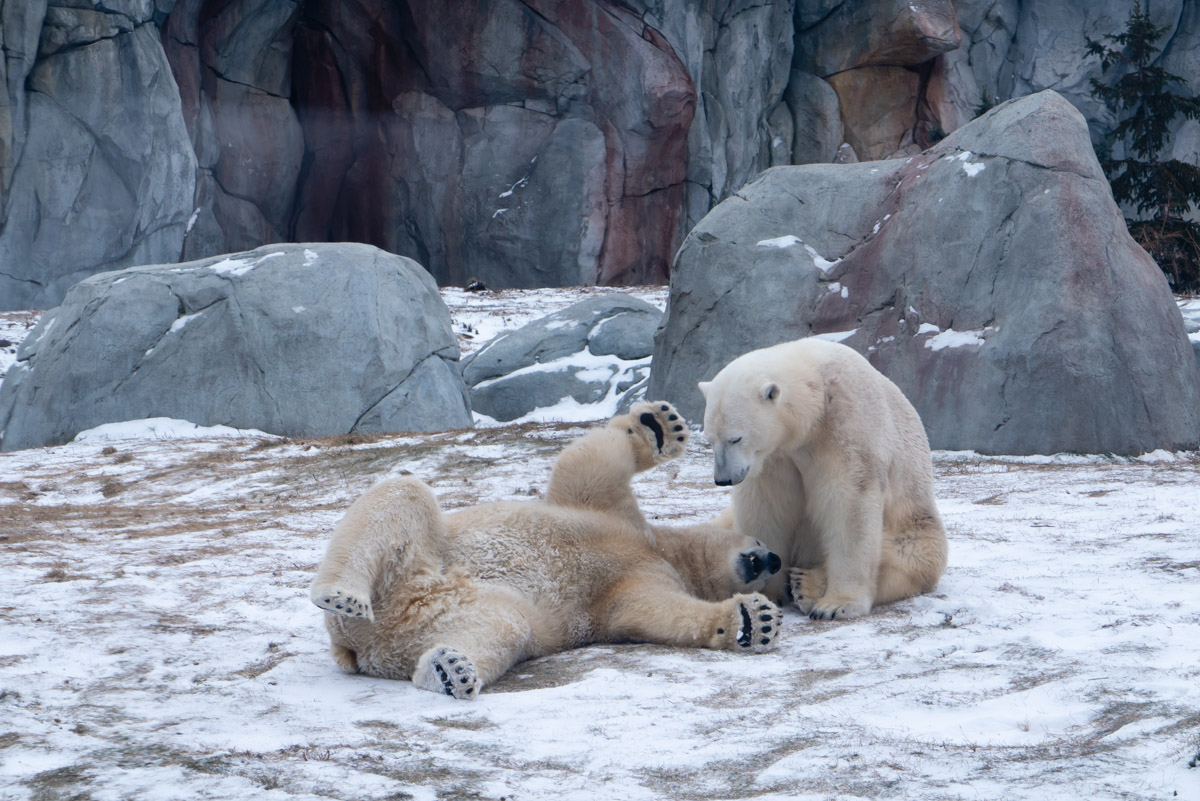 Polar Bears Tundra Animals