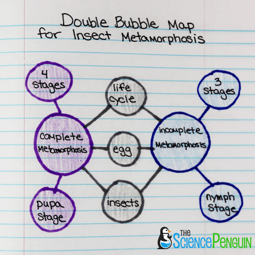 Double Bubble Thinking Map Template