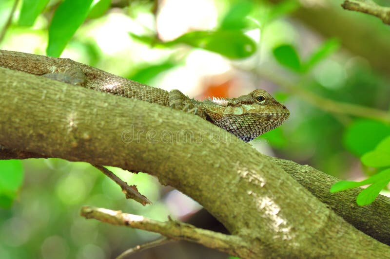 Thai chameleon stock photos