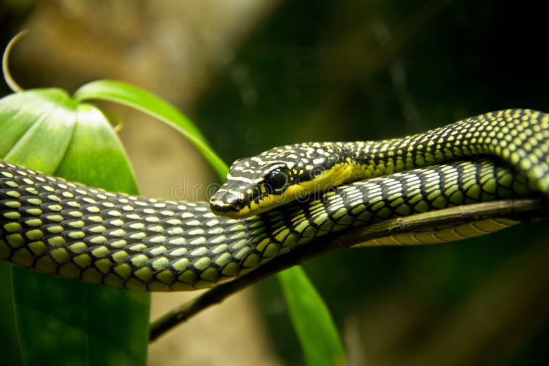 Venomous snake royalty free stock photography