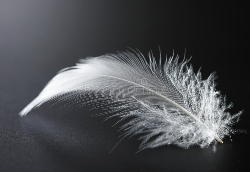 White feather