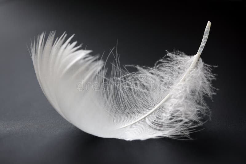 White feather