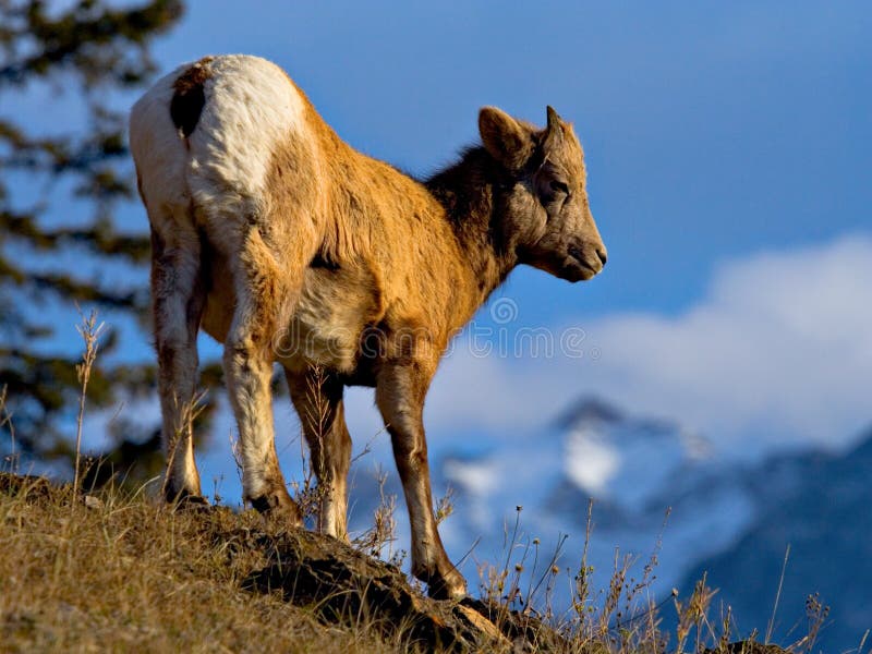 Baby Bighorn