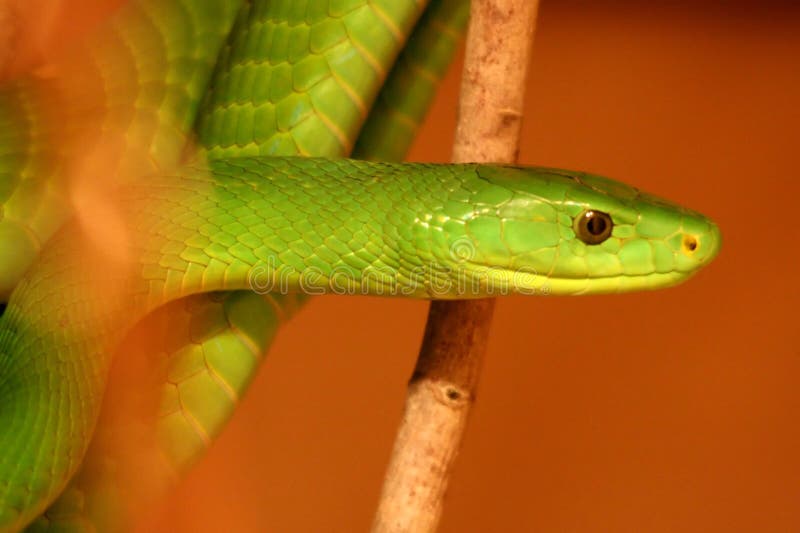 Boomslang Snake royalty free stock photo