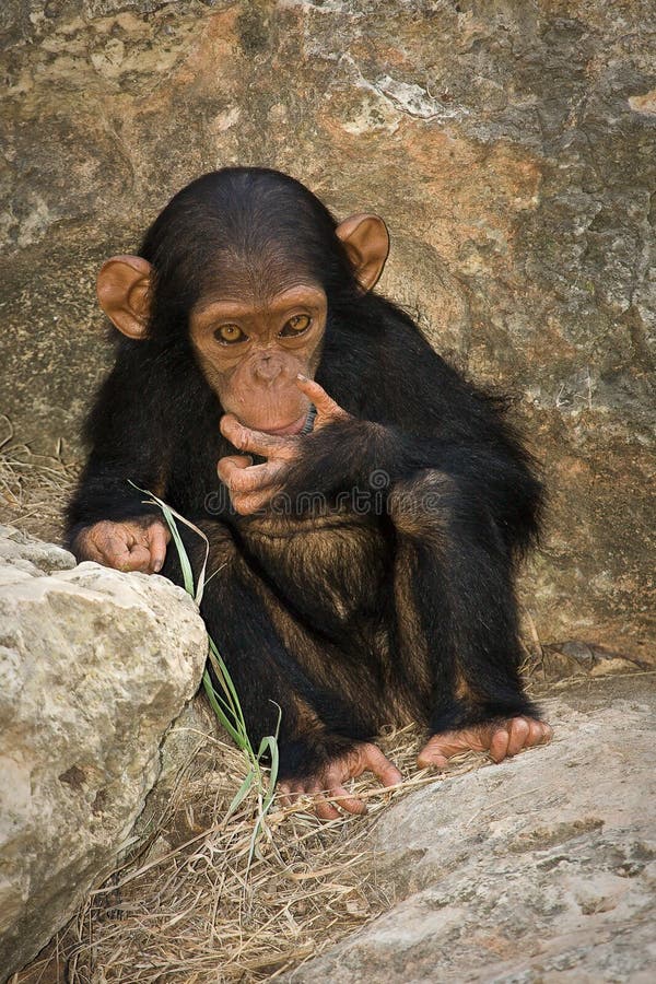 Chimp baby stock image