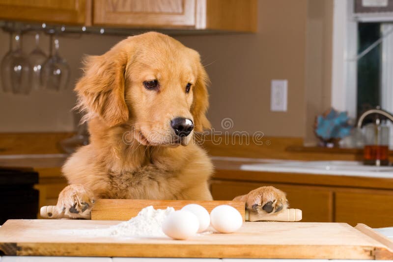 Cooking dog stock image. Image of homemade, preparation ...