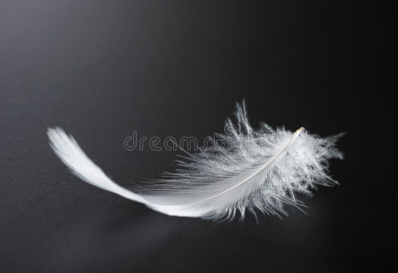 Feather