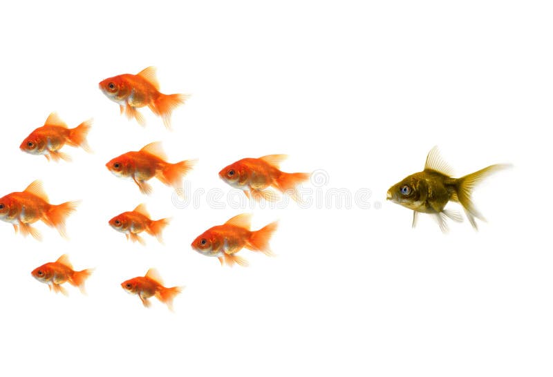 Gold fish standing out from the crowd stock photo