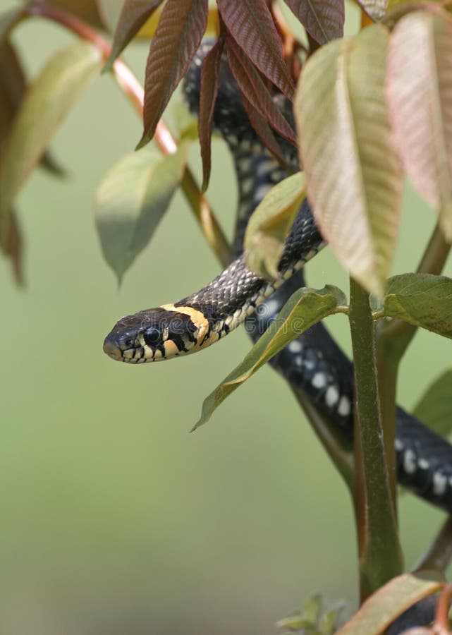 Grass-snake on a tree royalty free stock photo