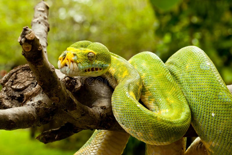 Green tree python. royalty free stock photo