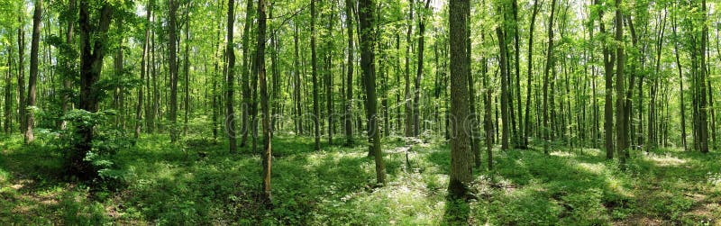 Green forest