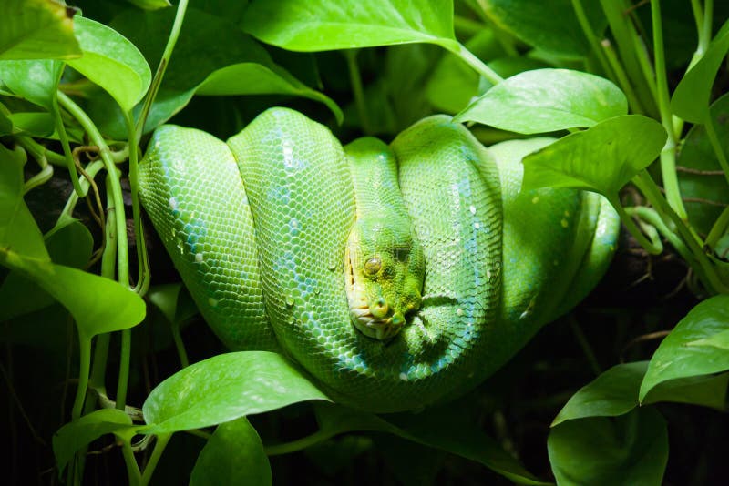 Green python royalty free stock photos