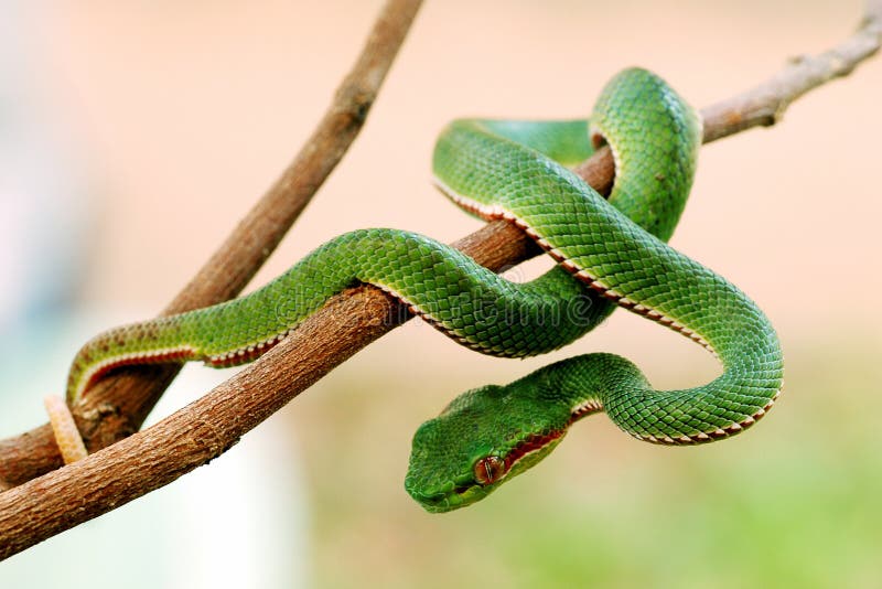 GREEN SNAKE stock images