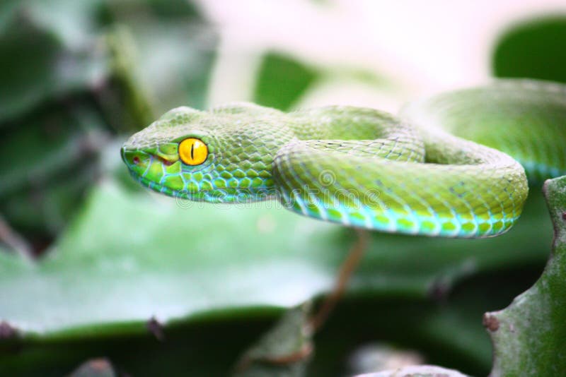 Green snake stock photo