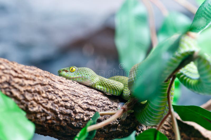 Green Snake stock image