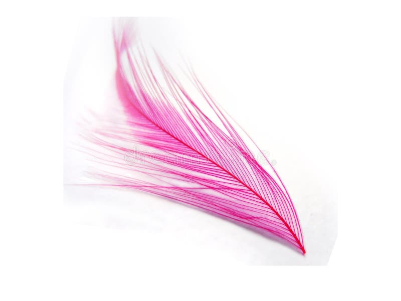 Pink feather