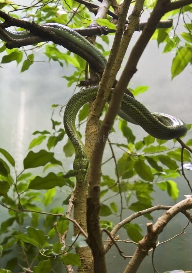 Rat snake on a tree royalty free stock photos