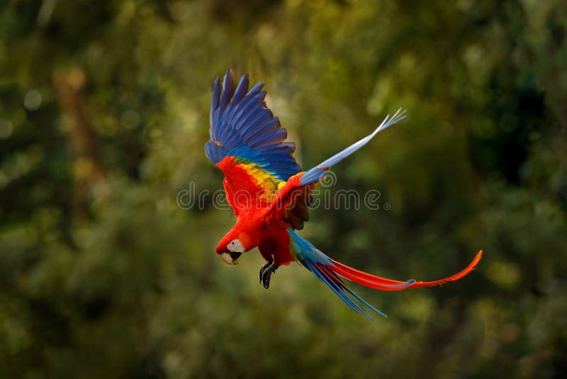 rainforest parrot flying