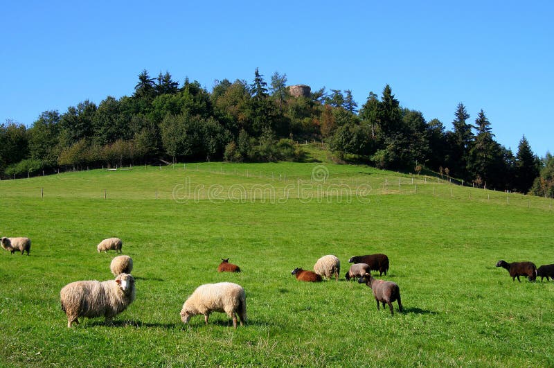 Sheep on pasture