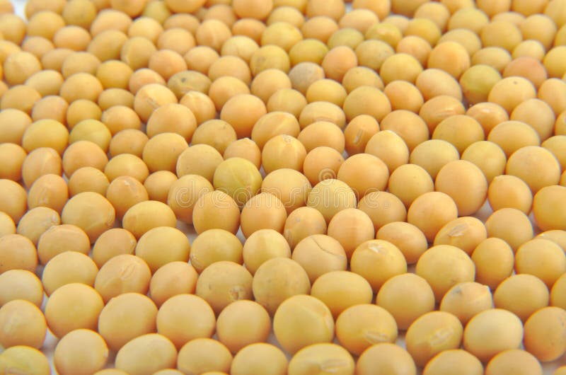 Soybean