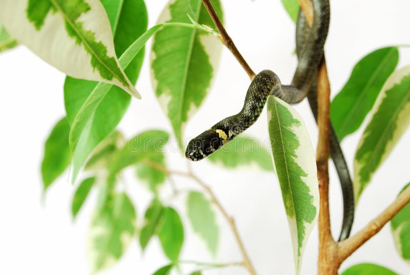 Snake to the tree royalty free stock photos