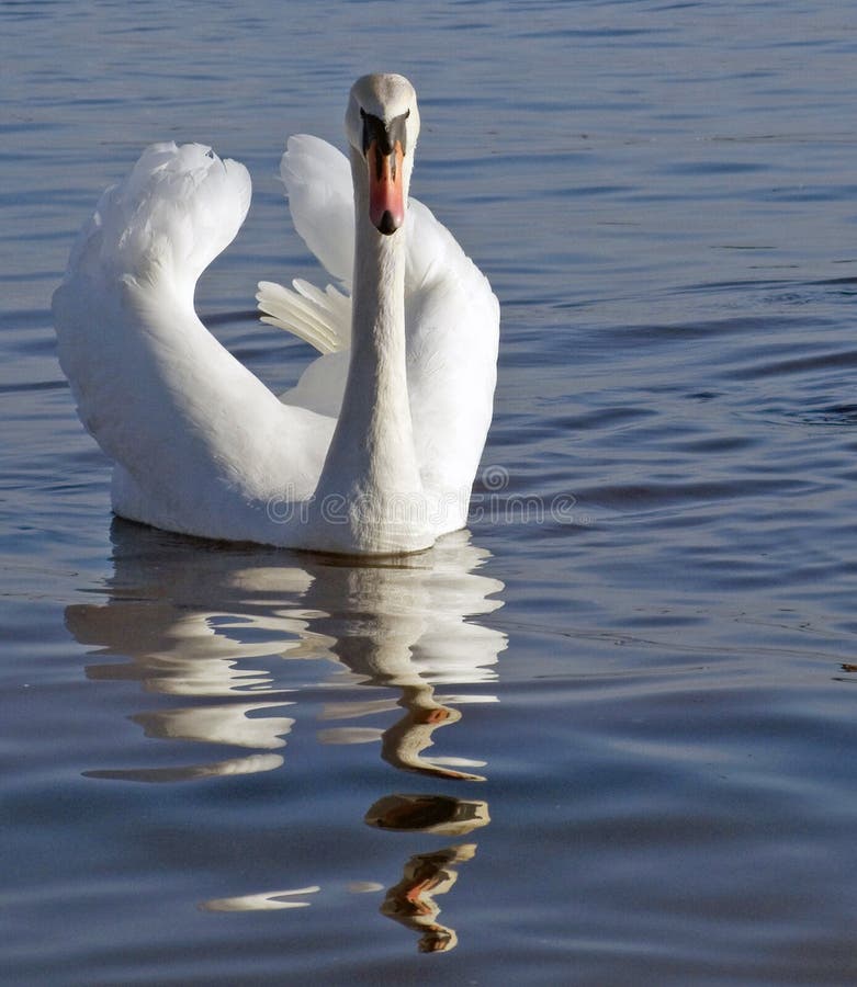 Swan royalty free stock photos