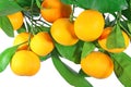 Tangerine fruit