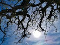 Trees from frog view look up at sky