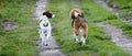 Two dogs walking together