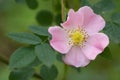 Wild rose