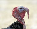 Wild Turkey