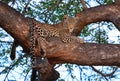 African leopard in tree