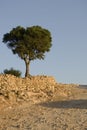 Argan tree