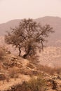 Argan tree