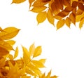 Autumn leaves, fall season