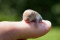 Baby mouse