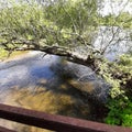 Bending tree over water