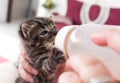 Bottle Feeding a Kitten