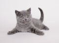 British shorthair kitten