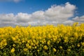 Canola crops Australia