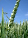 Cereal Crops