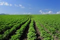 Crops and in the furrow