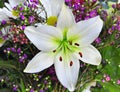 Easter Lily