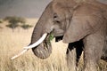 Elephant eating grass