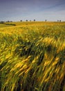 Farmland with cereal crops