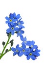 Forget-me-nots