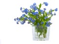 Forget-me-nots